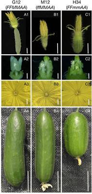 Differential Gene Expression Caused by the F and M Loci Provides Insight Into Ethylene-Mediated Female Flower Differentiation in Cucumber